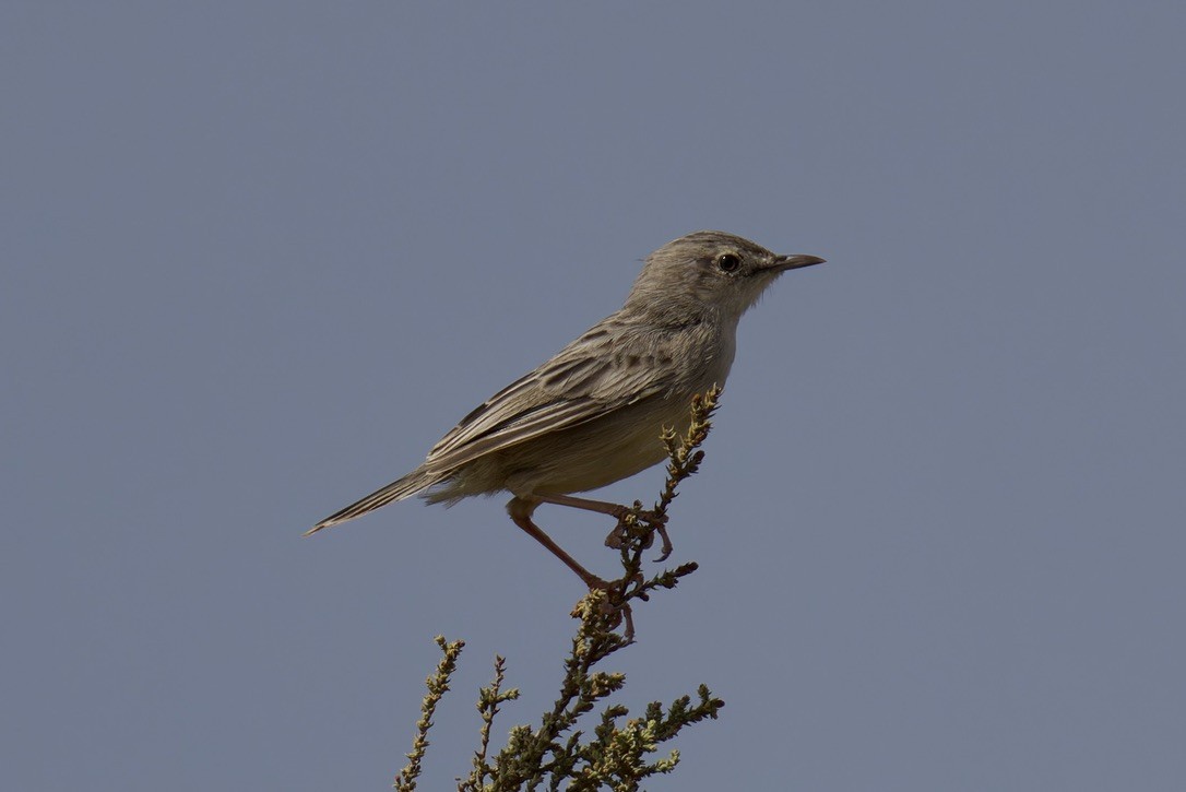 Socotra Cisticola - ML627320257