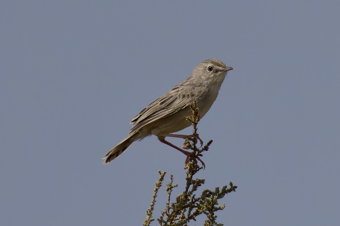 Socotra Cisticola - ML627320258