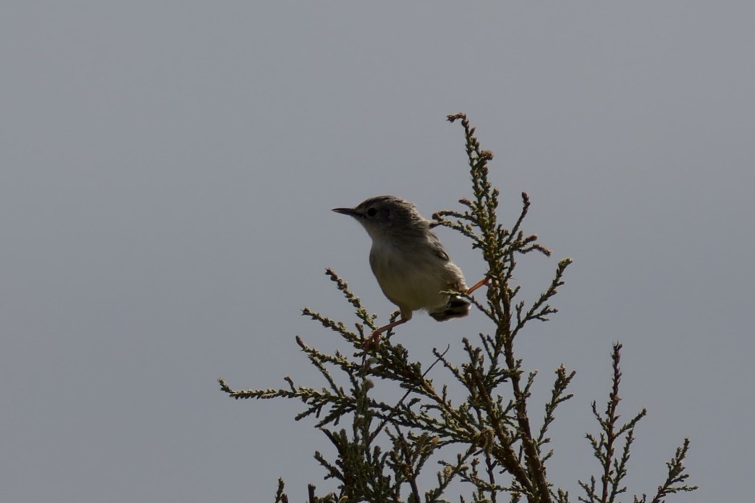 Socotra Cisticola - ML627320259