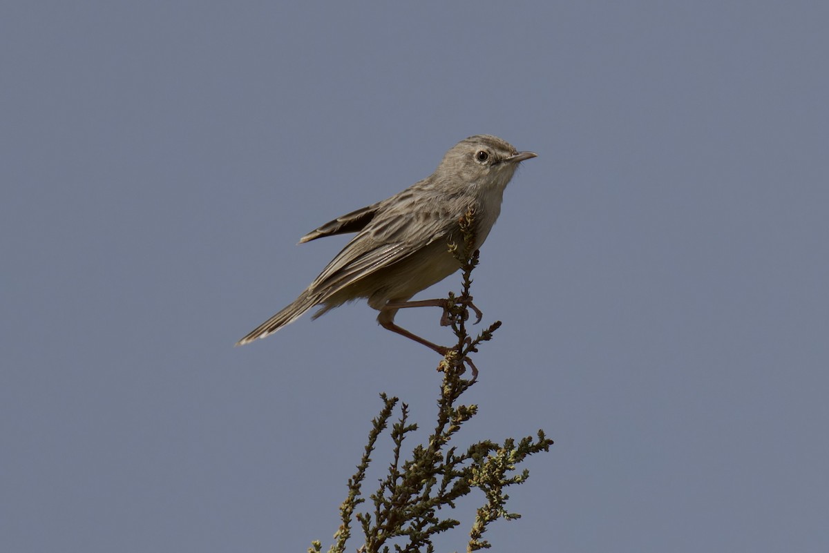 Socotra Cisticola - ML627320260