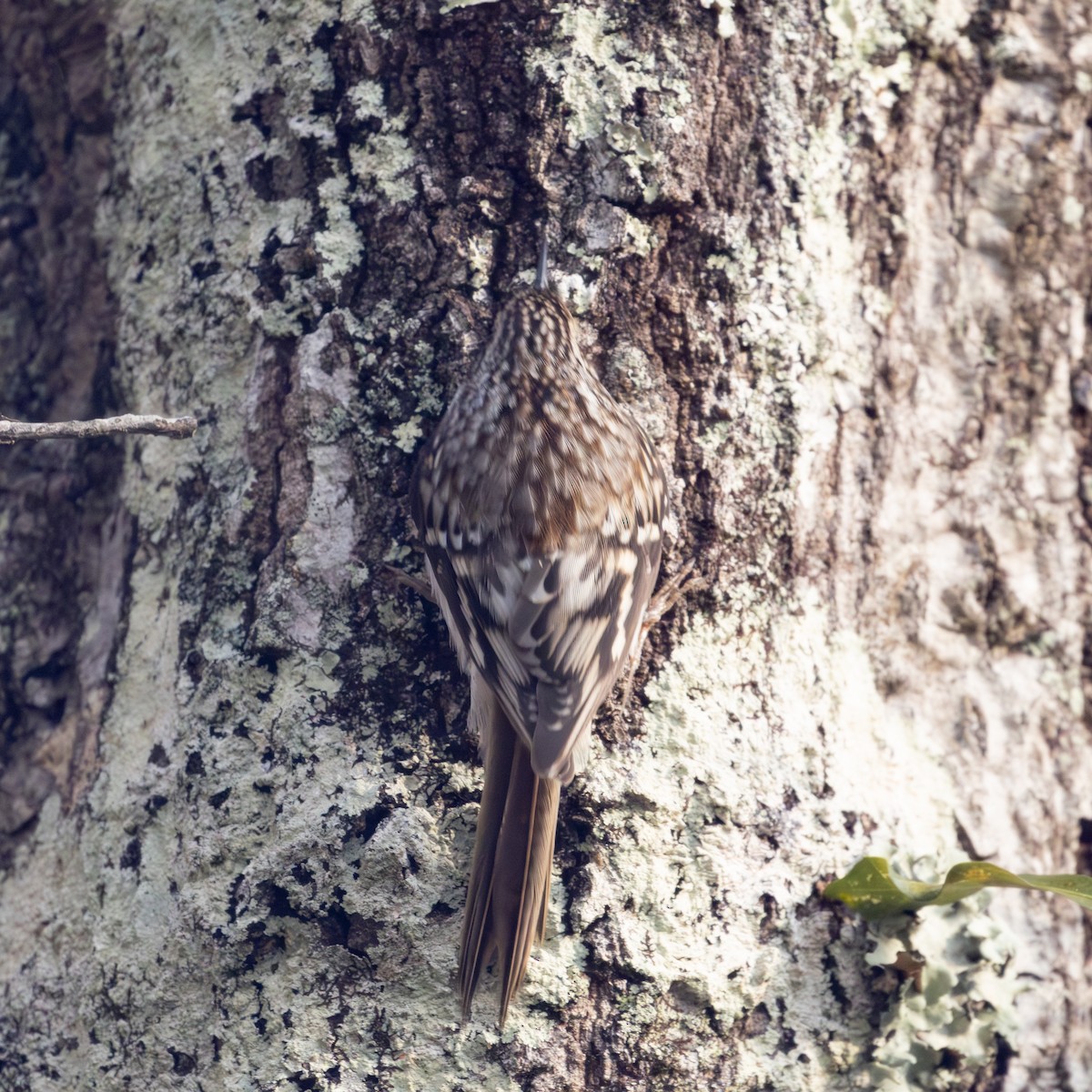 Brown Creeper - ML627320380