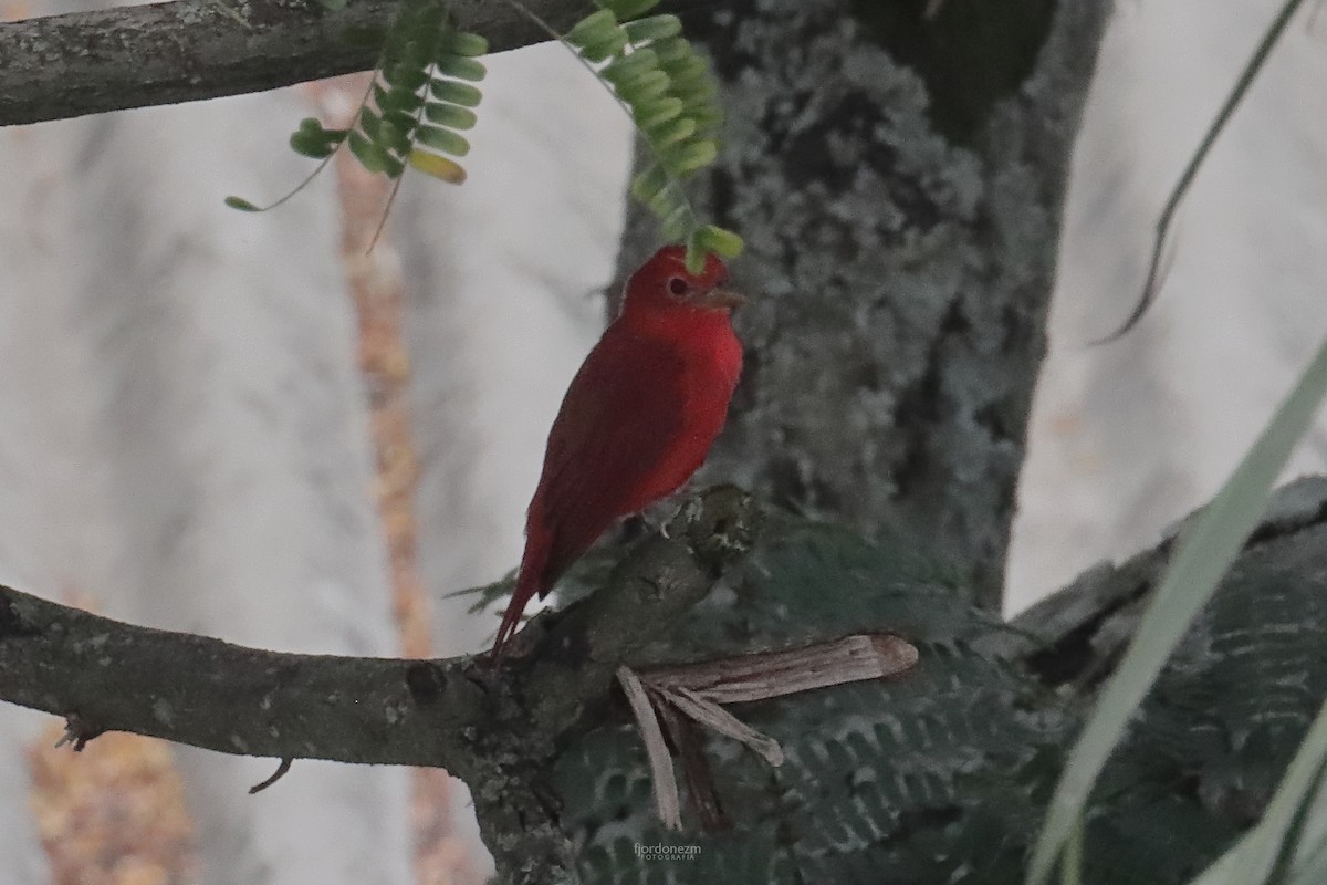 Summer Tanager - ML627320505