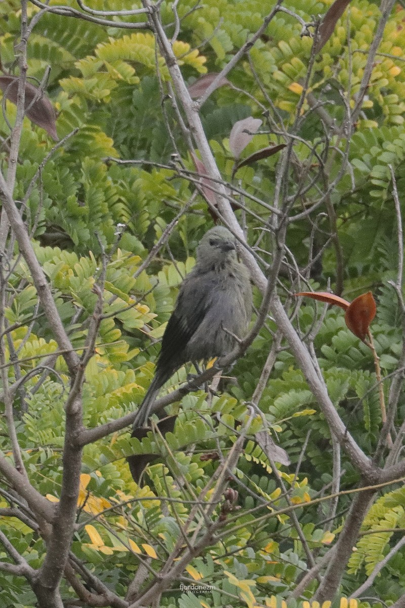 Palm Tanager - ML627320520