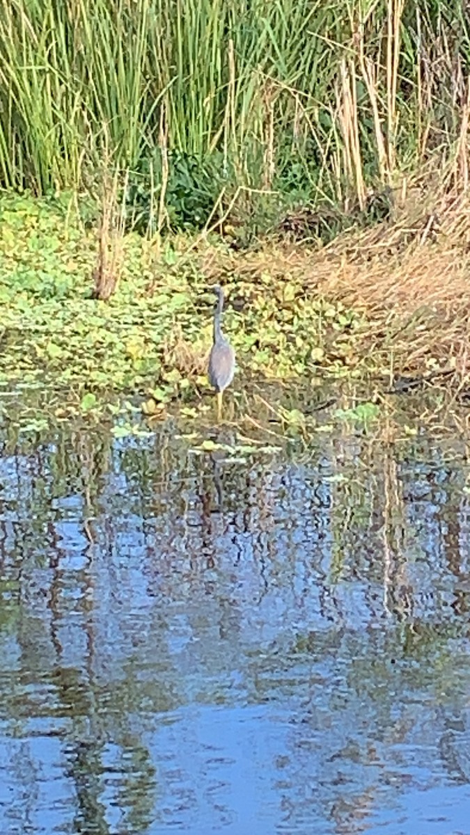 Tricolored Heron - ML627320543