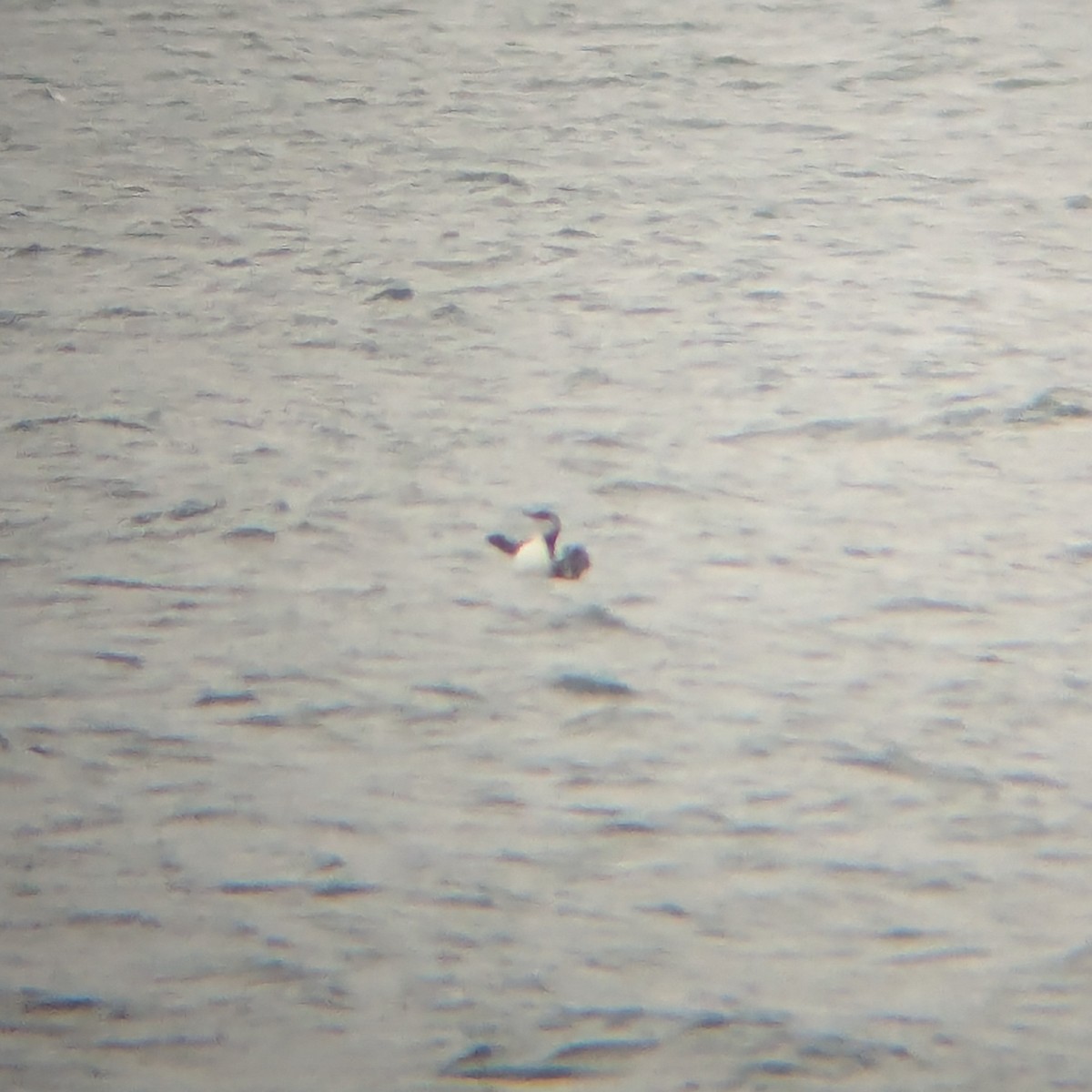 Common Murre - ML627320661