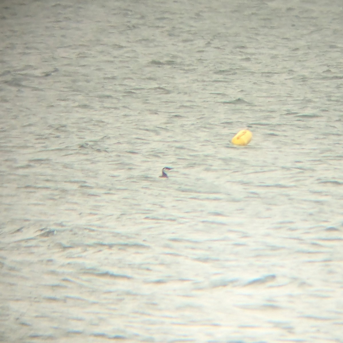 Common Murre - ML627320662