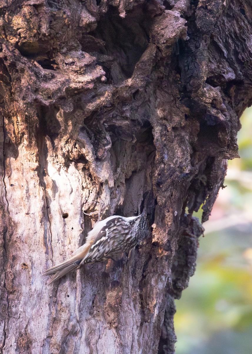 Brown Creeper - ML627320741