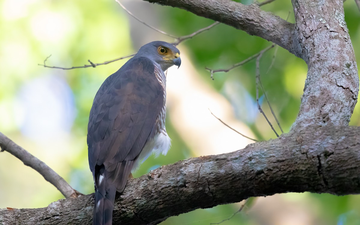 African Goshawk - ML627320812