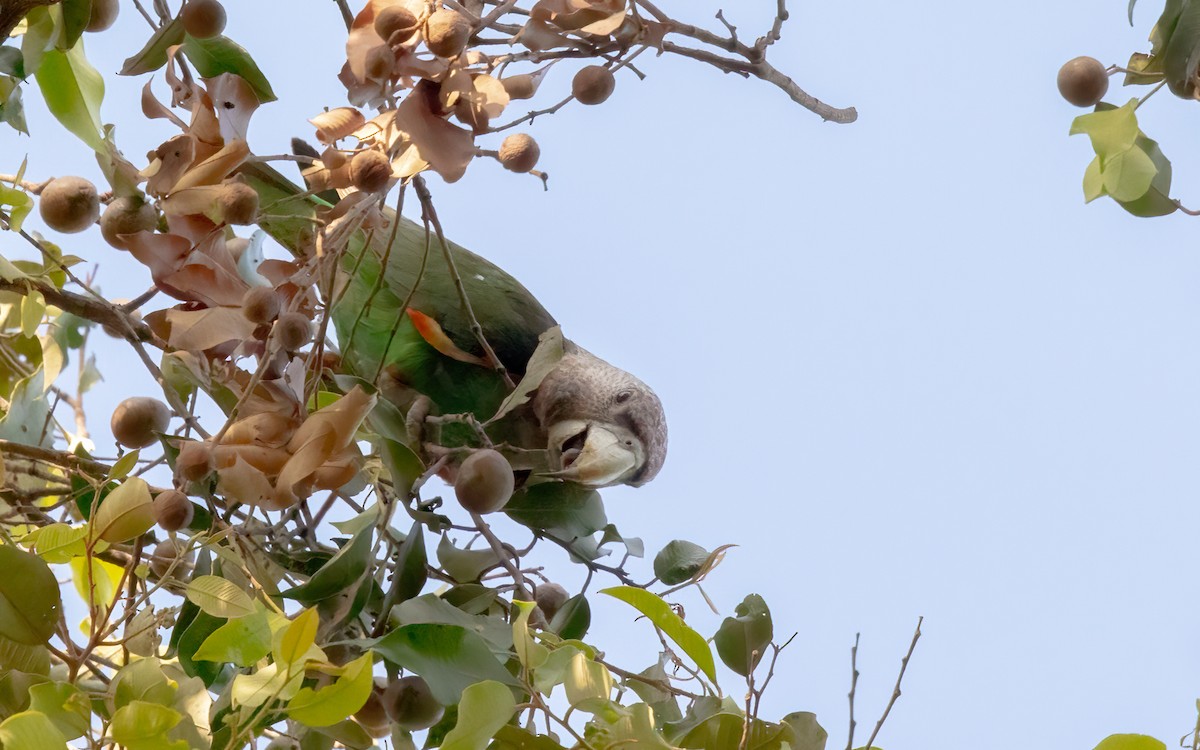 Brown-necked Parrot - ML627320824