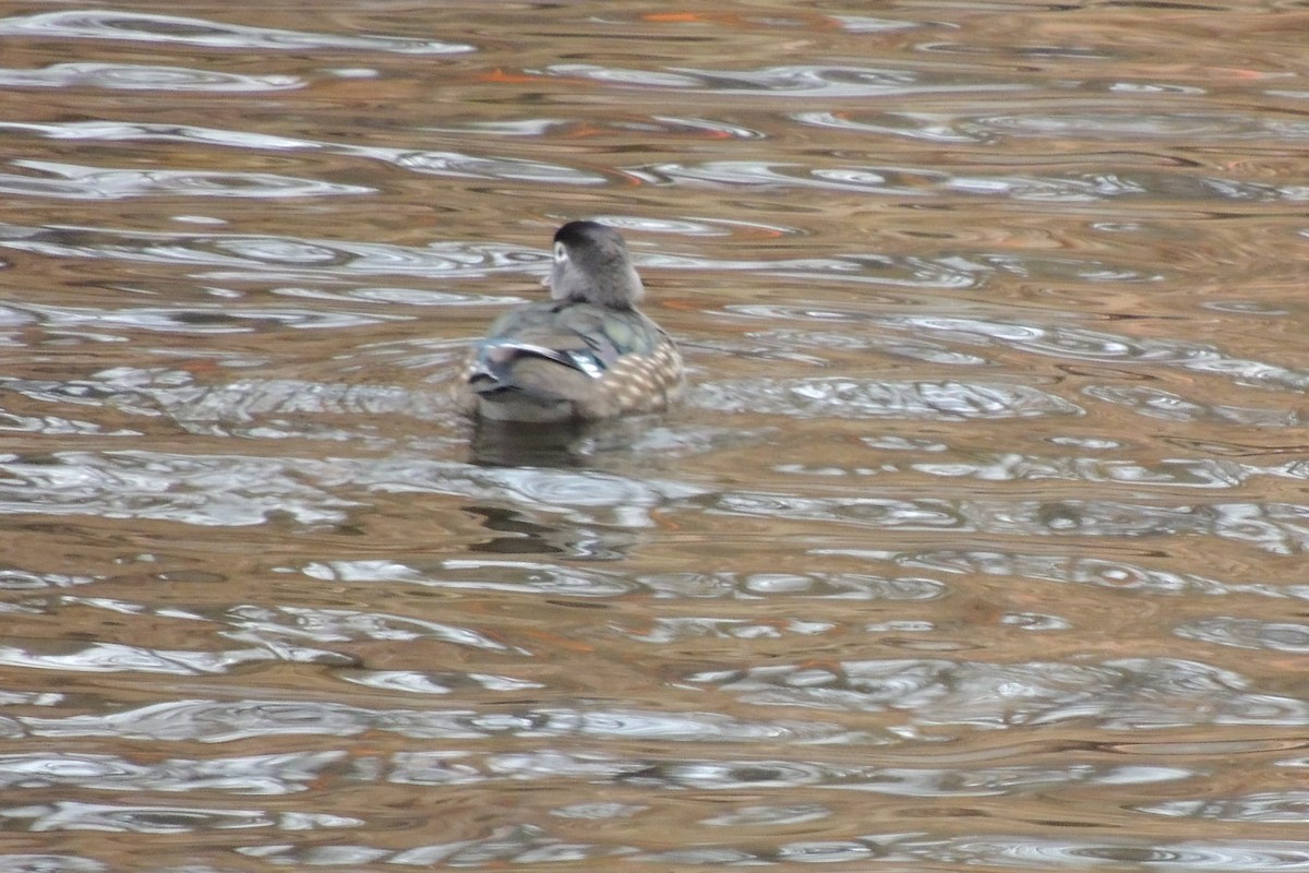 Wood Duck - ML627320843