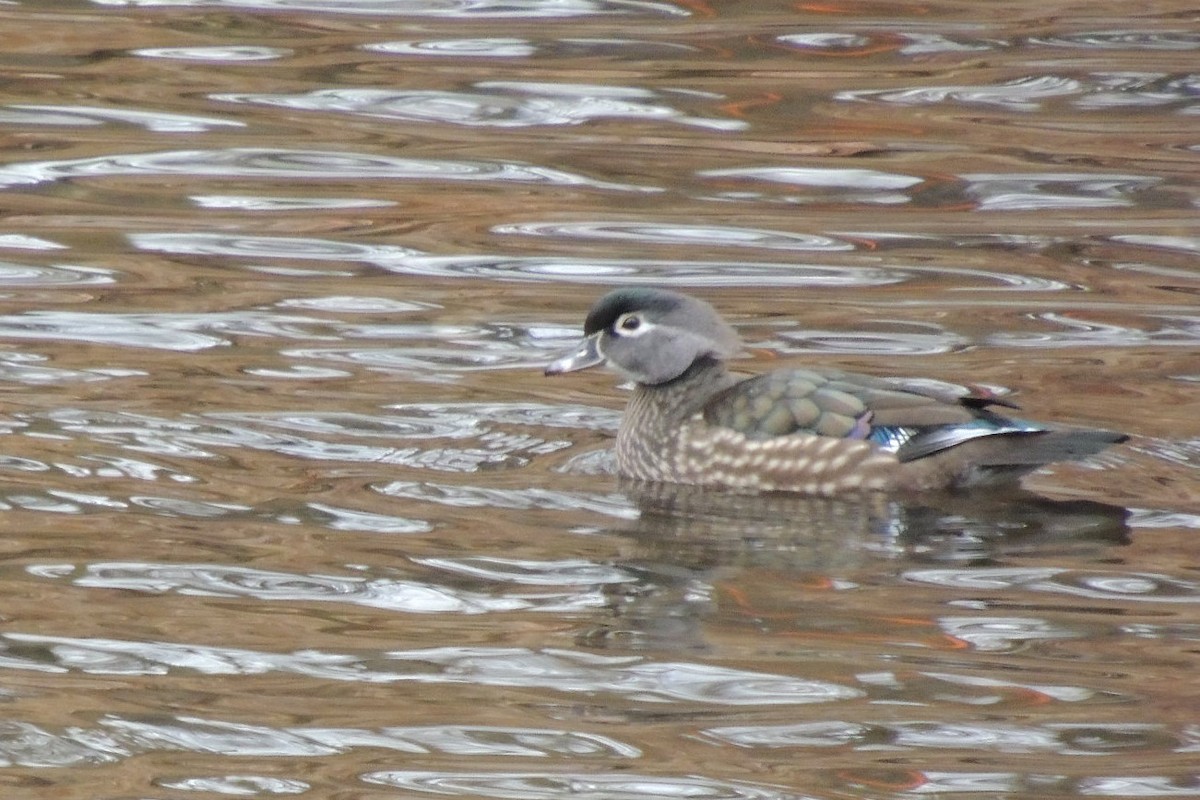 Wood Duck - ML627320844