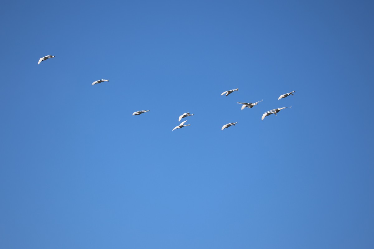 Trumpeter Swan - ML627320875