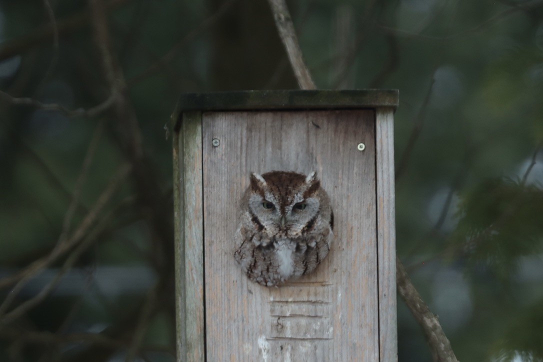 Eastern Screech-Owl - ML627320966