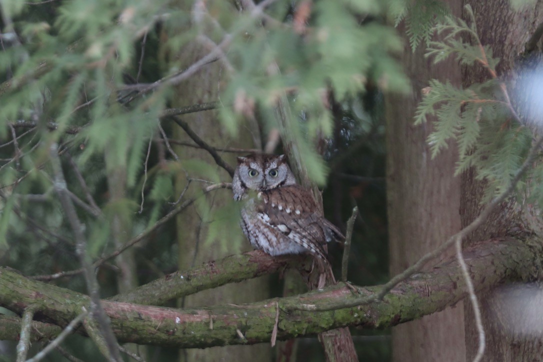 Eastern Screech-Owl - ML627320967