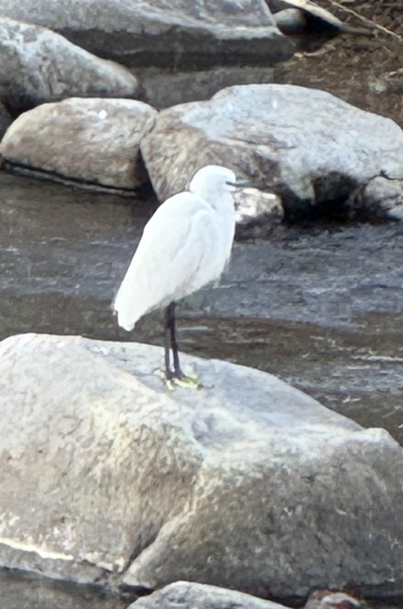 silkehegre - ML627321023