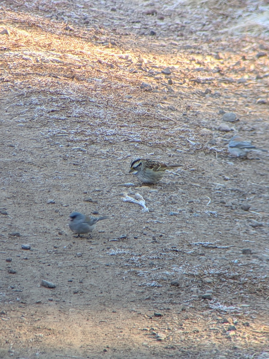 White-throated Sparrow - ML627321029