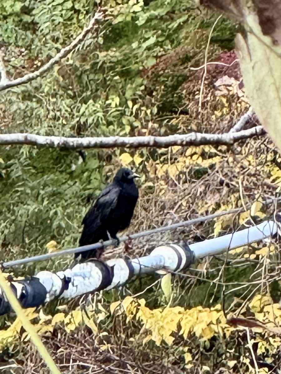 svartkråke - ML627321040