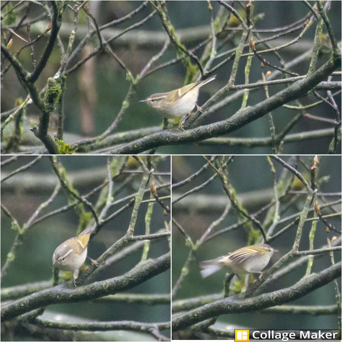Buff-barred Warbler - ML627321099