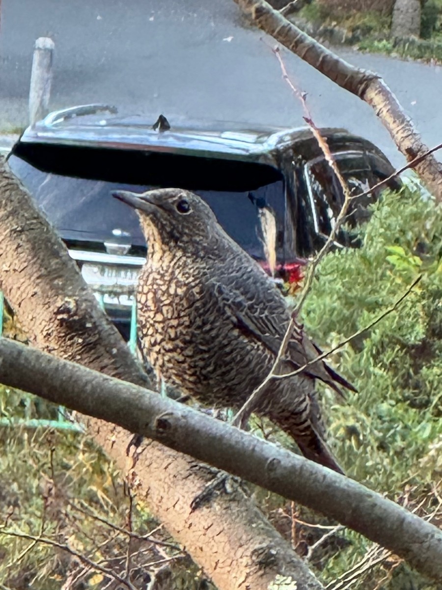 blåtrost - ML627321120