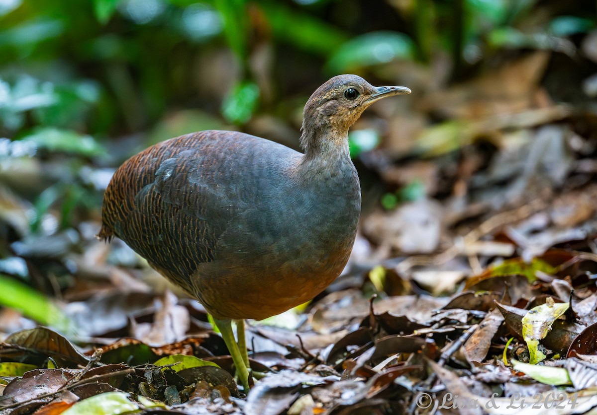 Yellow-legged Tinamou (noctivagus) - ML627321248
