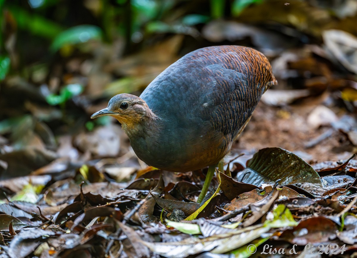 Yellow-legged Tinamou (noctivagus) - ML627321249