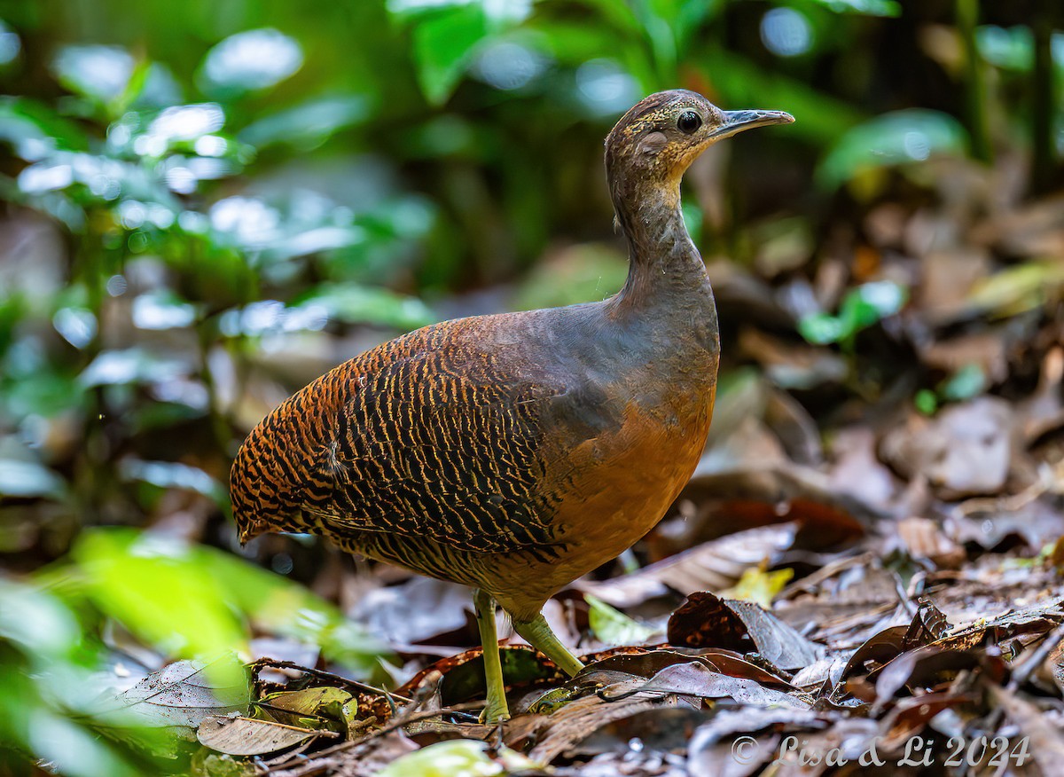 Yellow-legged Tinamou (noctivagus) - ML627321254