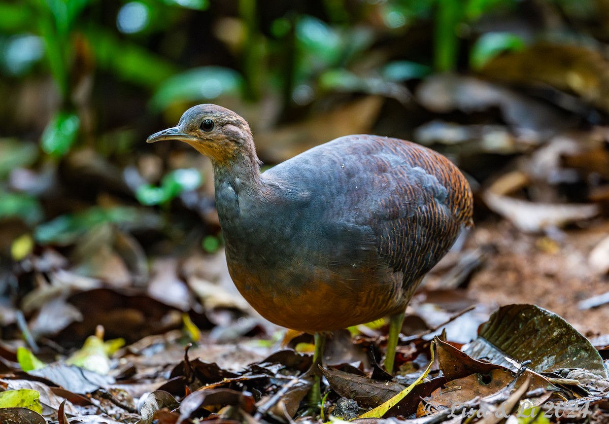 Yellow-legged Tinamou (noctivagus) - ML627321278