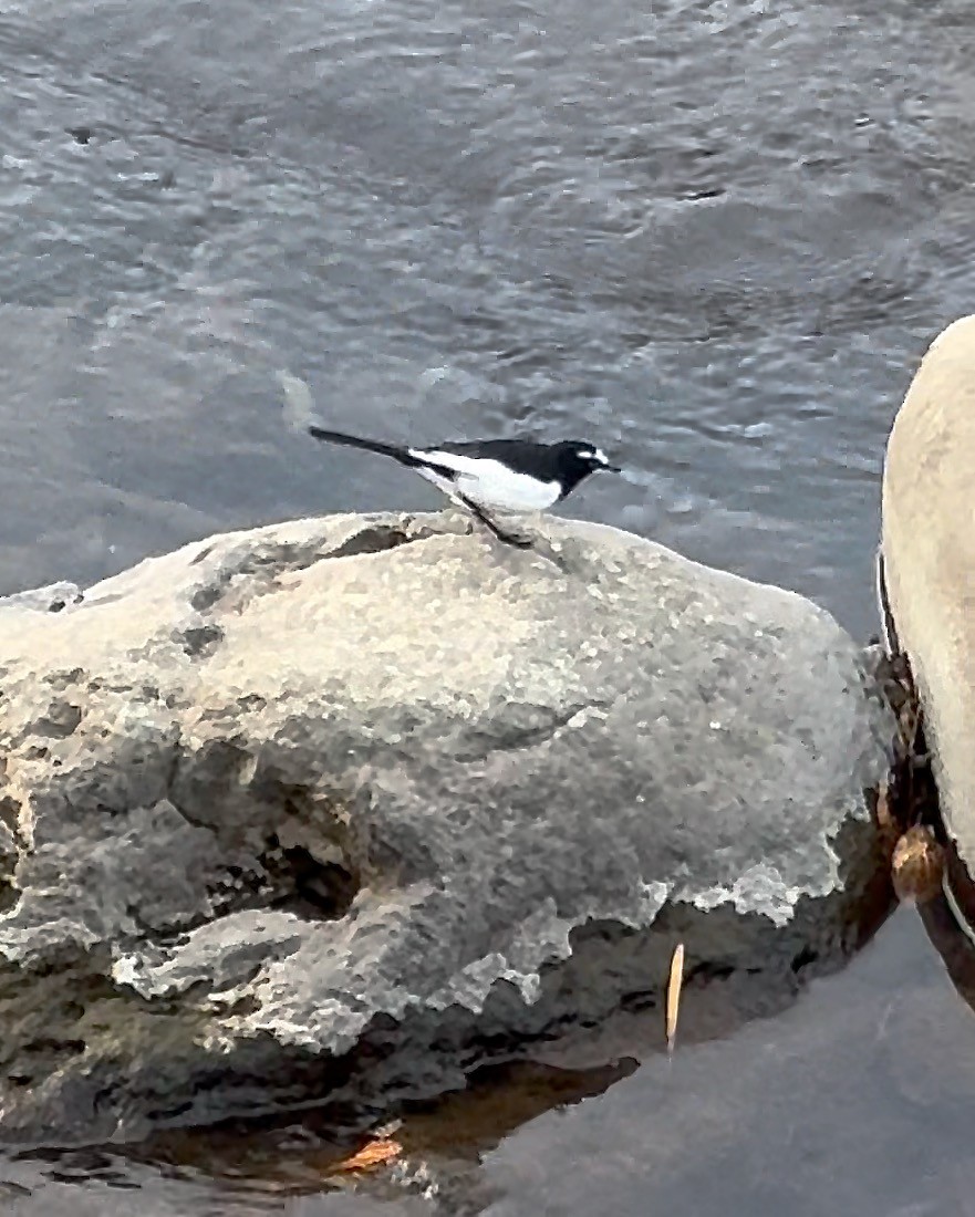 japanerle - ML627321323