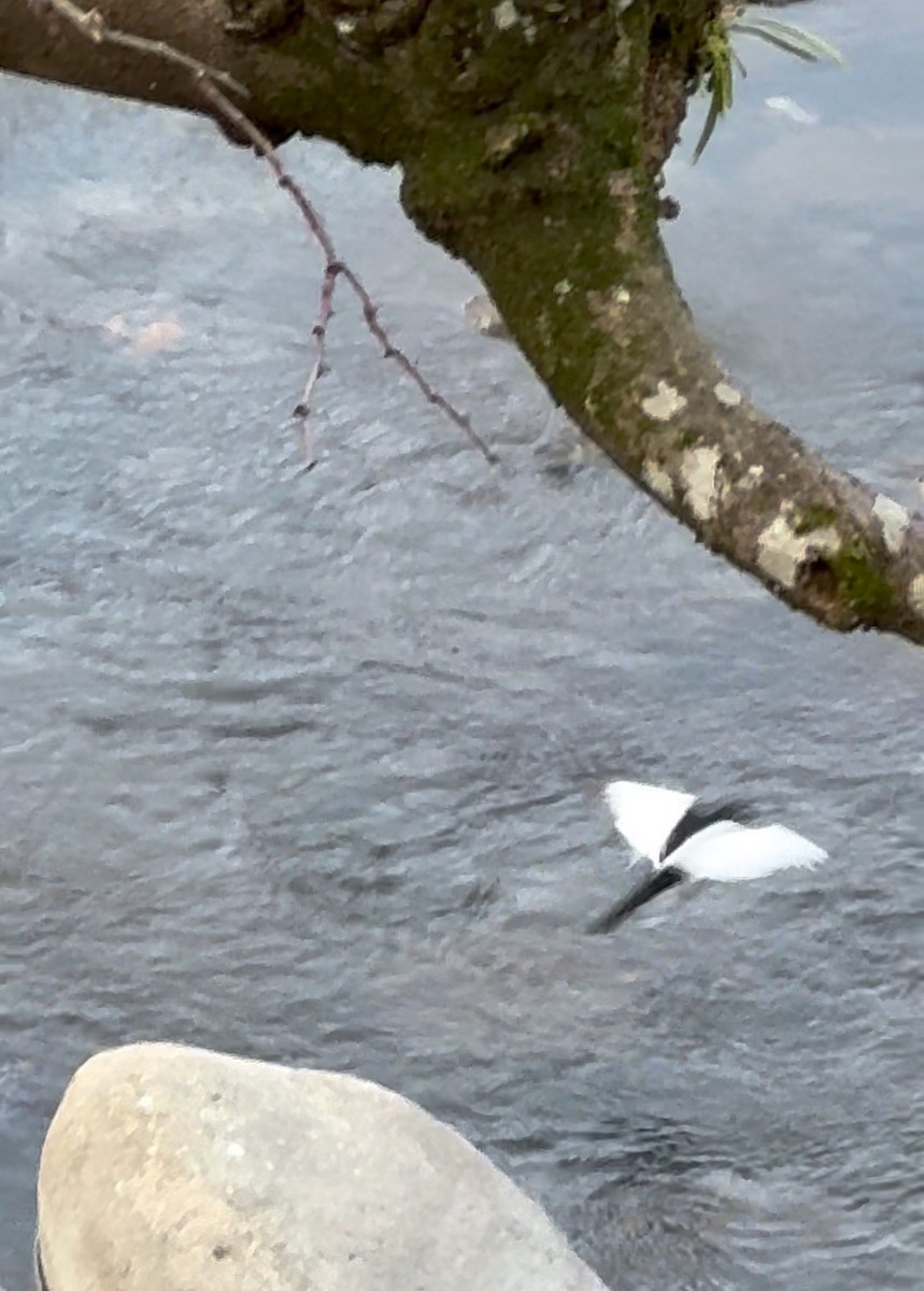 japanerle - ML627321333