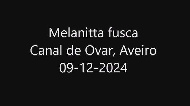 Macreuse brune - ML627321459