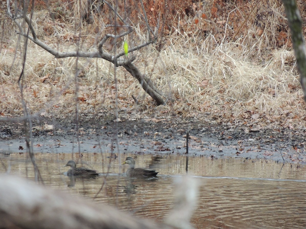 American Black Duck - ML627321567