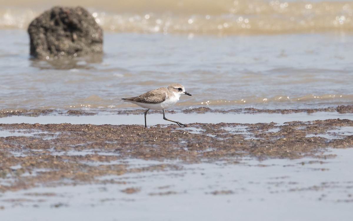 Tibetan Sand-Plover - ML627321701