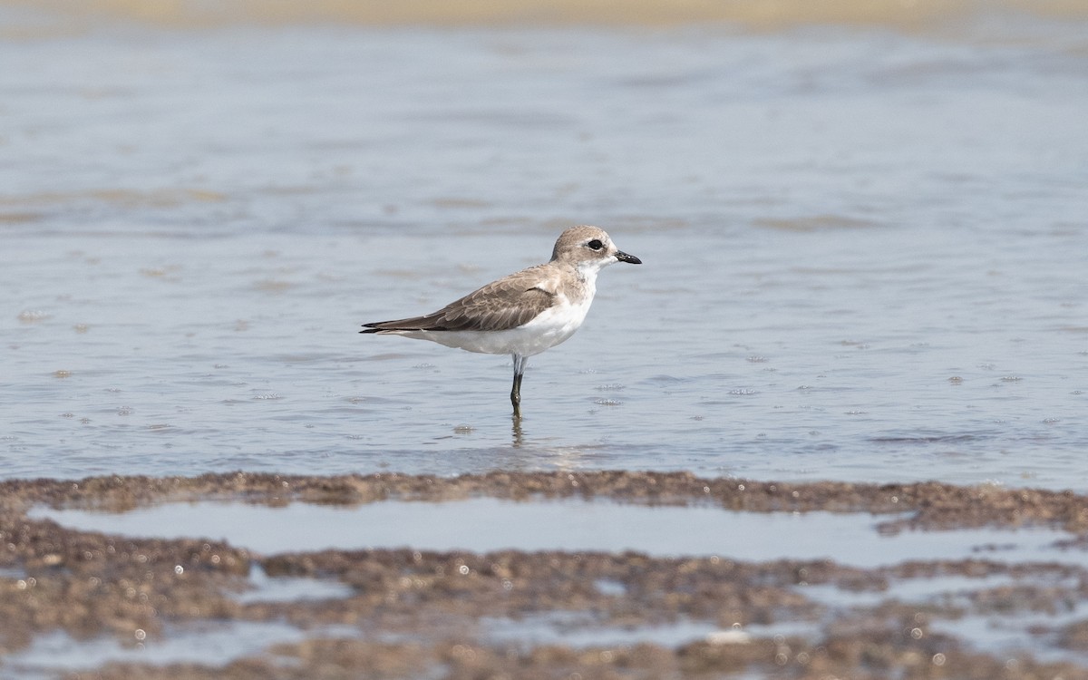 Tibetan Sand-Plover - ML627321709
