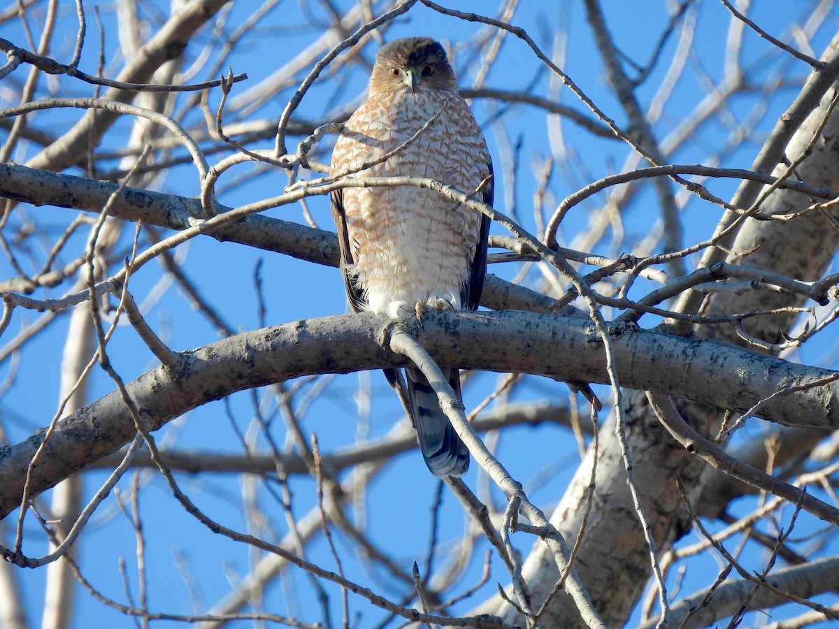 Cooper's Hawk - ML627321926