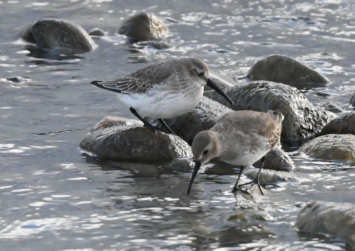 Dunlin - ML627322283