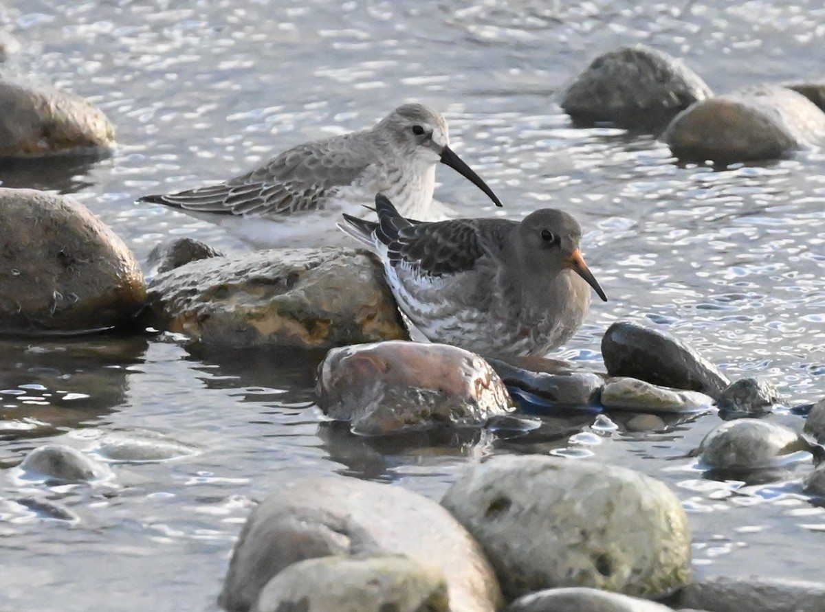 Dunlin - ML627322284