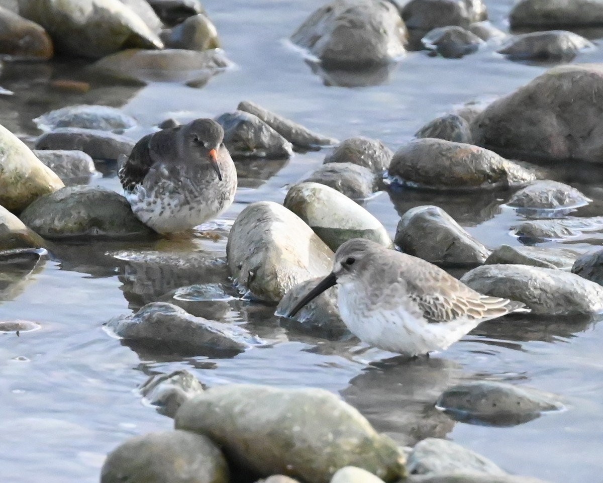 Dunlin - ML627322285