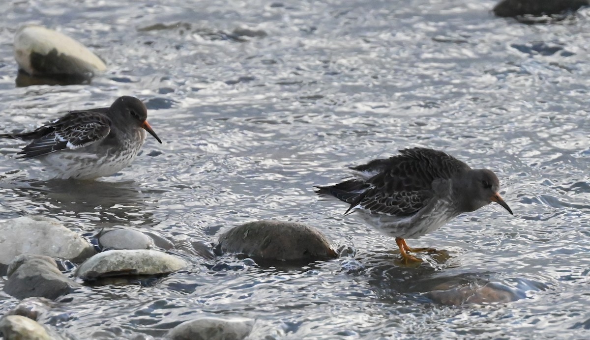 Purple Sandpiper - ML627322307