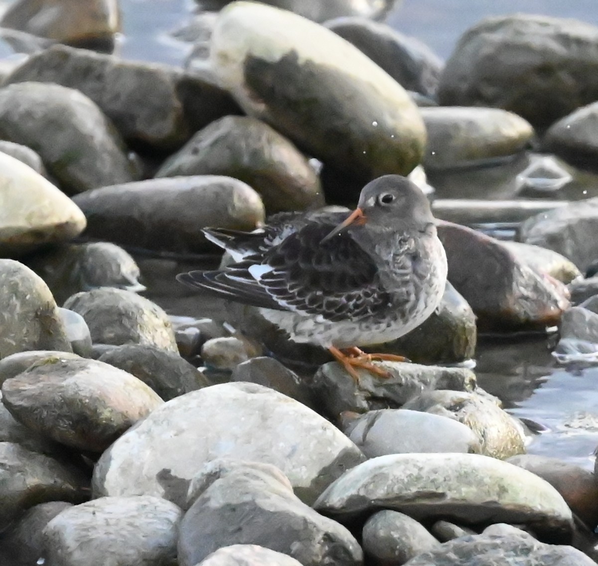 Purple Sandpiper - ML627322308