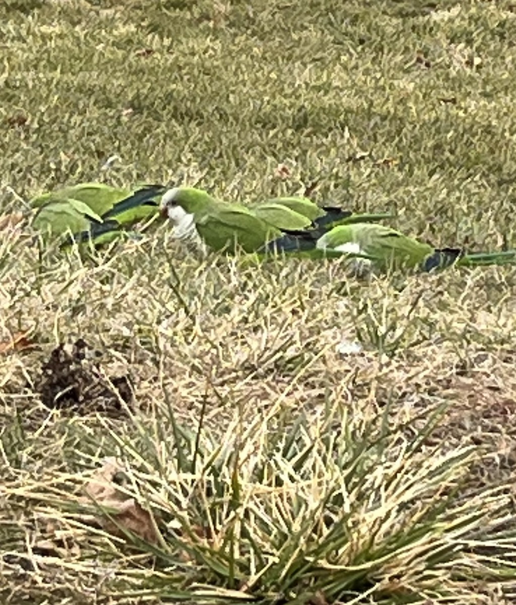 mníšek šedý - ML627322423