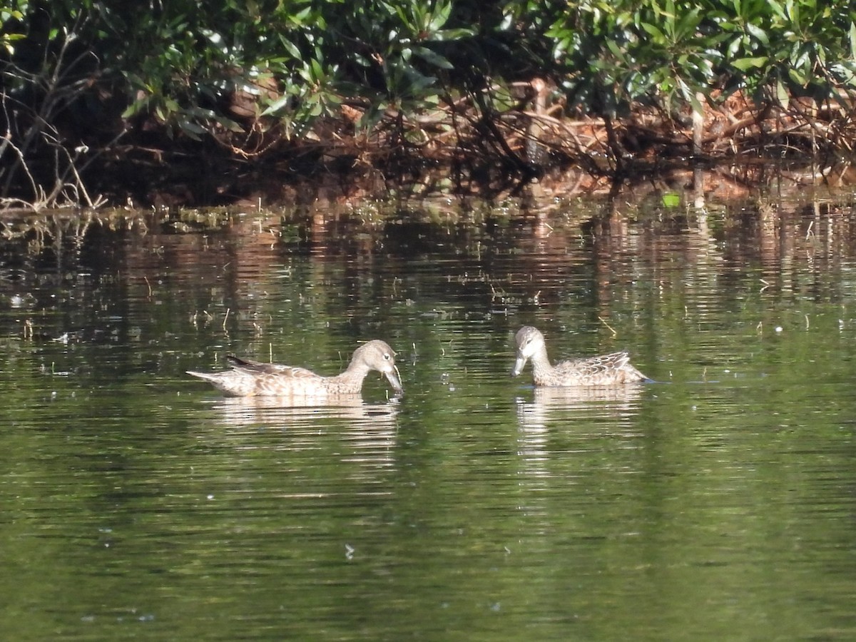 Blue-winged Teal - ML627322483