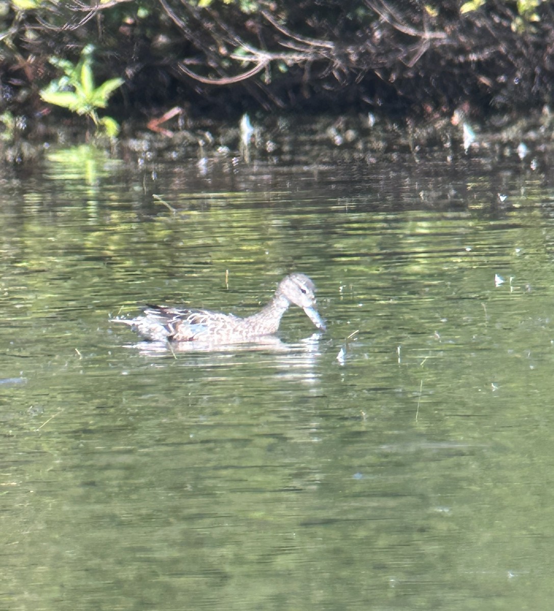 Blue-winged Teal - ML627322484