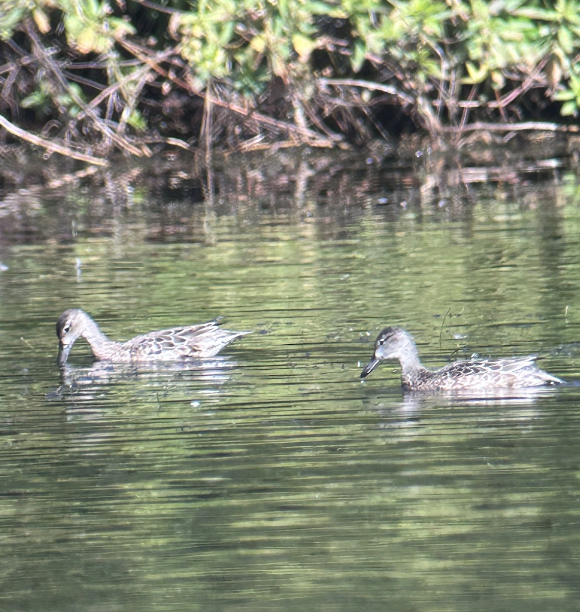 Blue-winged Teal - ML627322485