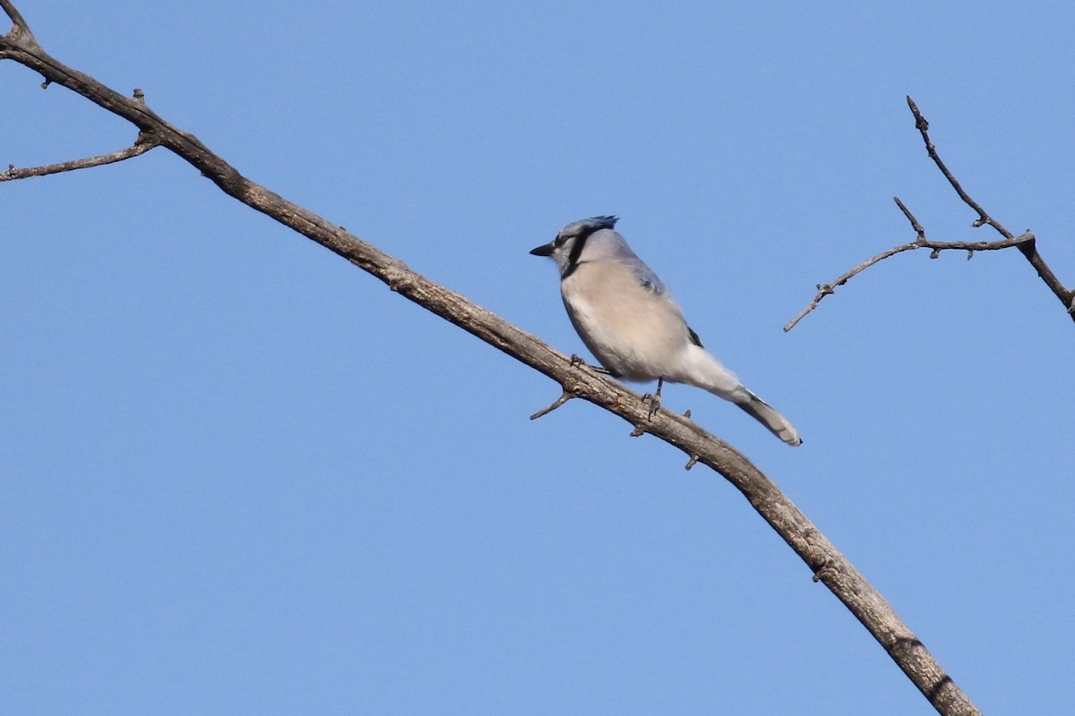 Blue Jay - ML627322492