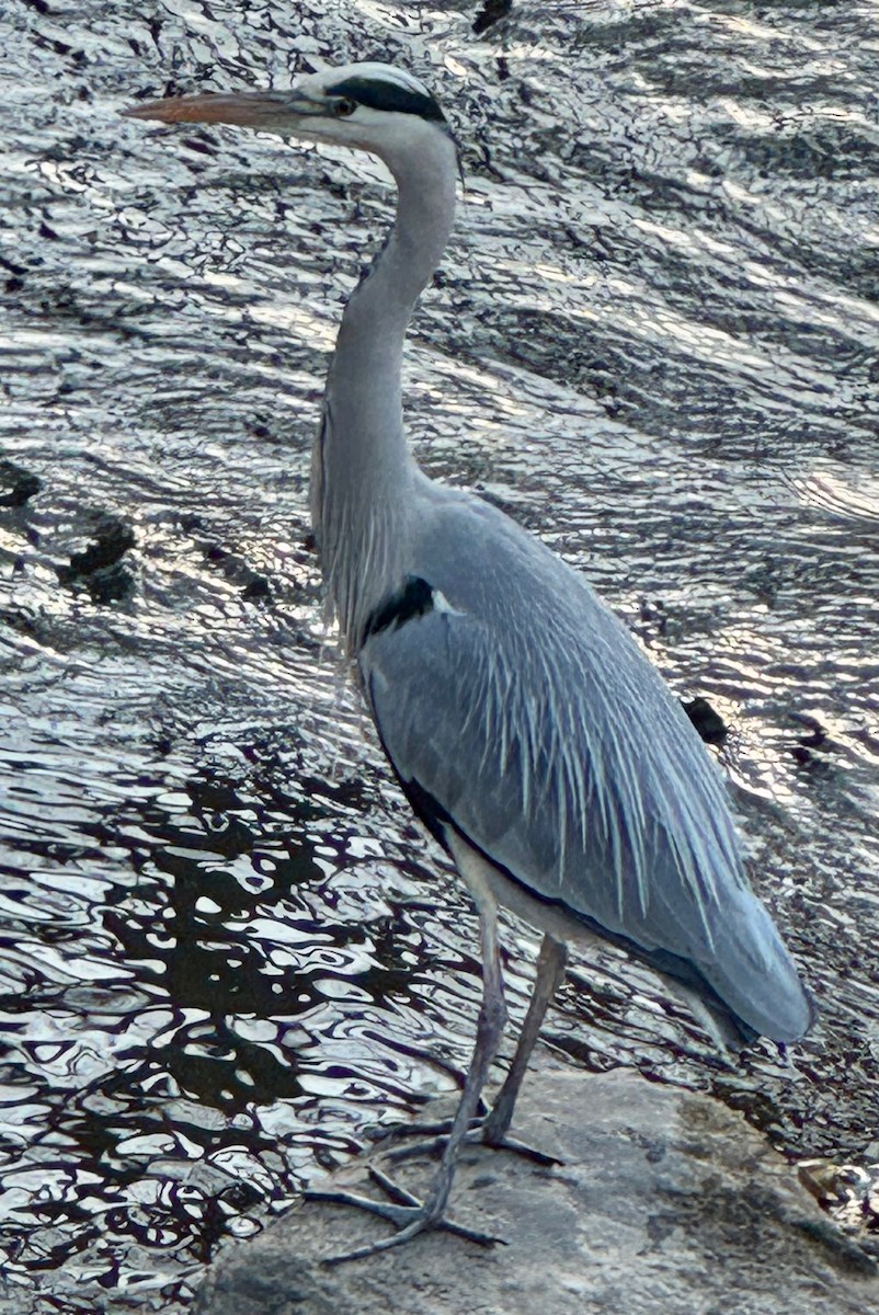 gråhegre - ML627322493