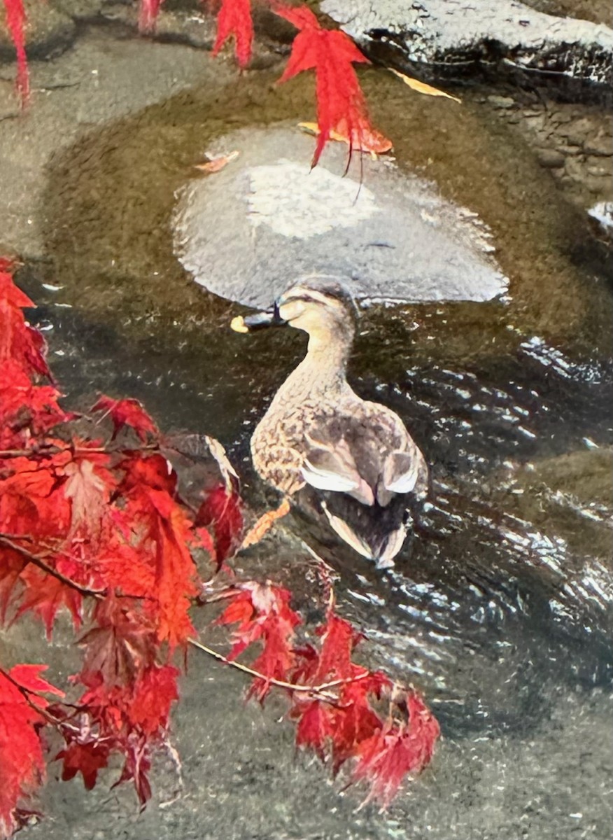 kinaand - ML627322513