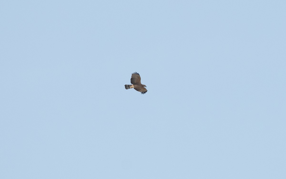 Oriental Honey-buzzard - ML627322562