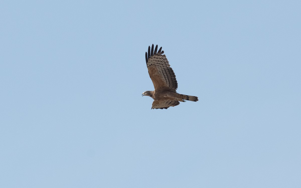 Oriental Honey-buzzard - ML627322563