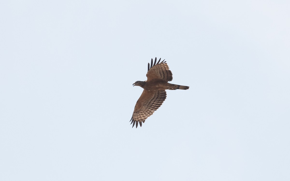 Oriental Honey-buzzard - ML627322565