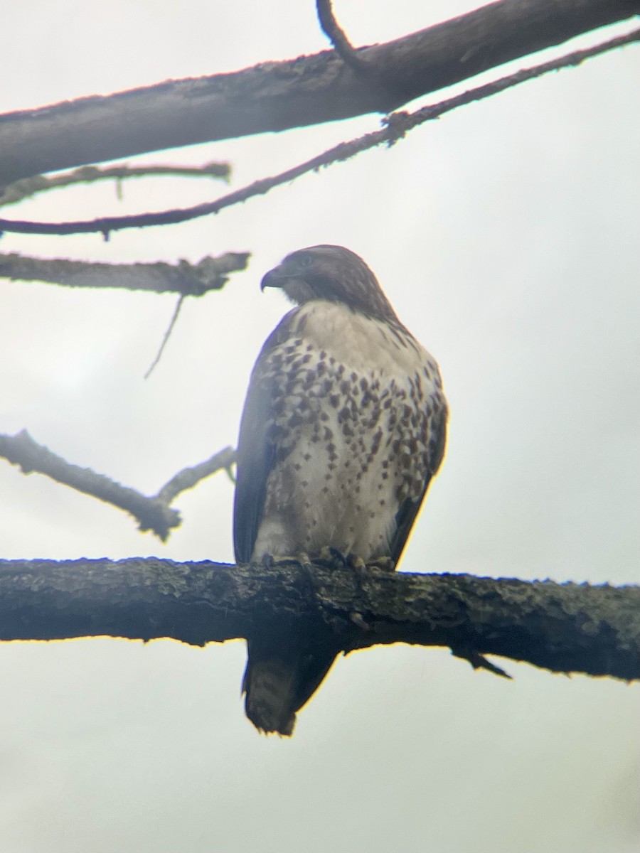 Red-tailed Hawk - ML627322636